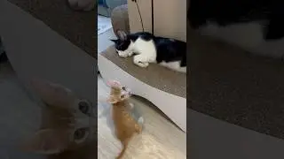 Неугомонный Рони.