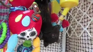 Miss Mia The Batty Genius