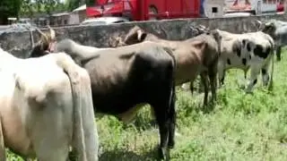 JARIPEO EN LABOR VIEJA 25 JUNIO 2016 PTE 1