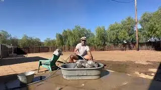 I gave my American Bully puppy a bath!