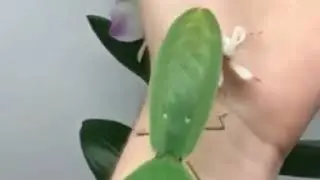 Живые растения