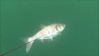 Подводная охота на Карьерах Краснодарского Края