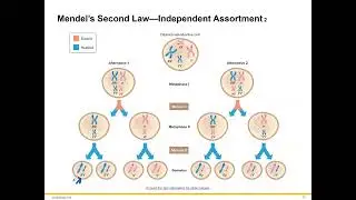 Dihybrid Cross and Pedigree