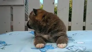 Малыш сиба