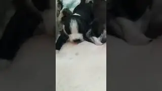 Дейзи.