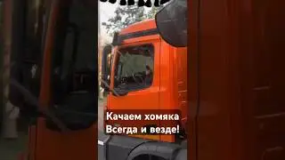 Даже водитель фармит Hamster Kombat #заработоквинтернете #live #notcoin