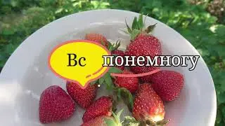 Сделала так и слизней нет. Урожай первой клубники.