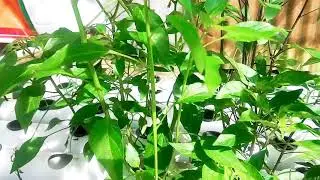 Begini Hasil Pohon Cabe Hidroponik Setelah 1 Minggu Menggunakan AB MIX Buah