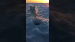 Рыбалка хитрая лиса ворует рыбу прикол смешно 2018