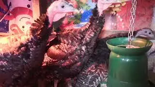 Дикая американская индейка