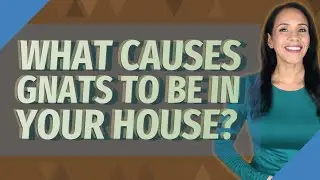 What causes gnats to be in your house?