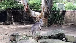 Taronga Zoo Kangaroos 🦘