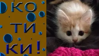 Котики!