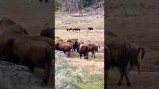 American Bison Have Interesting Adaptations