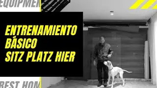 perro entrenado entrenamiento para perros obediencia basica sitz platz hier fuss fotografo canino
