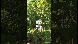 Просто комфортное видио) #furry  #раптор  #фурри  #dinomask  #естетика