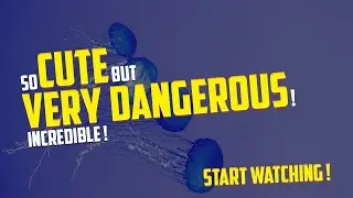 The Most Dangerous Sea Animal In The World ! (You Can't Imagine What Animal It Is !)