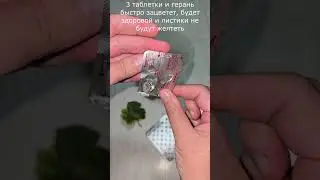3 таблетки и герань быстро зацветет, будет здоровой и листики не будут желтеть #цветы #flowers