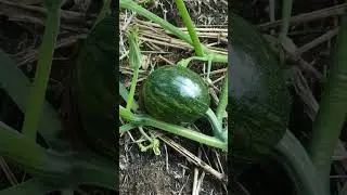 Pé de abóbora produzindo muito