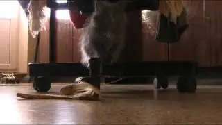 котенок с обратным отсчетом