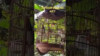 Choè Than Mồi,Choè Than mồi hót hét cả ngày