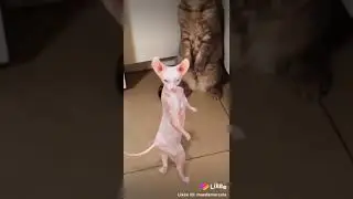 Кошачьи смотрины