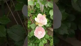 Роза Eden Rose( Райская роза/Пьер де Ронсар)🌹🌹🌹