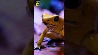 Deadly Poison Dart Frog | Beware the Beauty #shorts