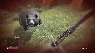 Far cry 4 hoje não ursinho