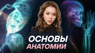 Основы Анатомии
