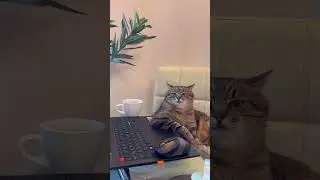 Overworked Cat: Exhausted from the 9 to 5 Grind!