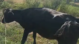 ⚡Adirda Qandek 🐂🐄Mol Boqsa Boʻladi (SIR SINOATI OCHILDI)🔥