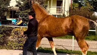 Ahalteke 🔥😍 #horse #horsetraining #horsetrainer #horselover