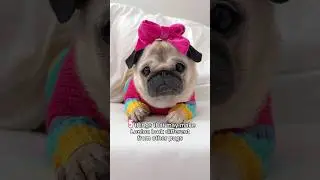 5 things that make LOULOU look different from other PUGS 🩷 