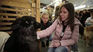 Домашние животные: "Репортаж Woof Fest"