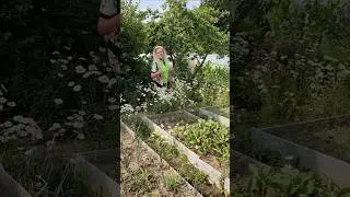 Летние воспоминания. #shorts #shortvideo #воспоминания #лето #дача #сад #цветы #красота #тренды #fun