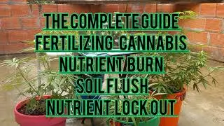 The Complete Guide To Fertilizing Cannabis. Nutrient Burn Lockout Organic Fertilizer Soil Flush