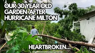 Our Garden's Destruction in Tampa: assessing the damages after Hurricane Milton