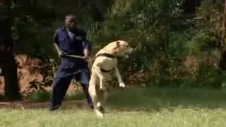 Boerboels in Nairobi