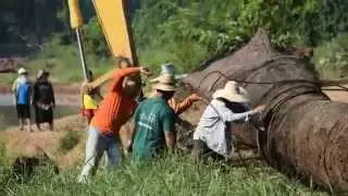 26-10-58 ตะเคียนใหญ่ใต้แม่น้ำน่านบ้านคุ้งตะเภา 1/1