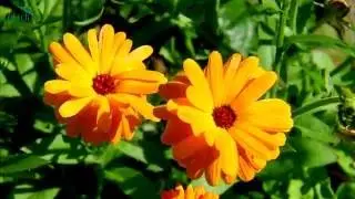 Calendula. Properties and uses in gardening and cosmetology - 7 dachas