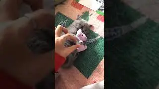 INI PUNYA KU JANGAN DI AMBIL