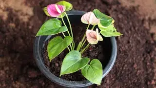 How to divide and repot anthurium
