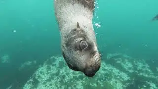 Ocean