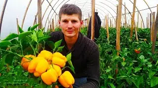 Чітко про вирощування розсади овочів на весні. Потужні поради.