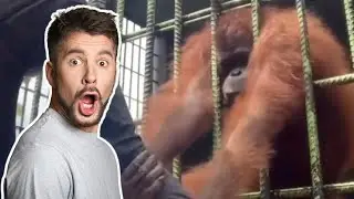 HORROR Moment When Orangutang Grabs Man By The Shirt (reaction)