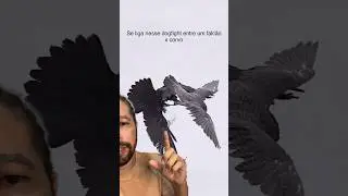 Duelo entre falcão x corvo #bioaldemir