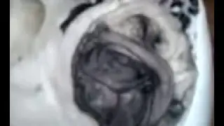 Pug tarçının  horlaması PUG MOPS (snore) Pug Life And Friends