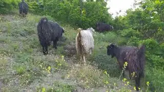keçileri nerede güdüyorsunuz sorusuna cevaben(kurbanlık) (ABONE OL)