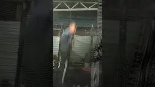 back flip, front flip, doing nga